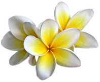plumeria1